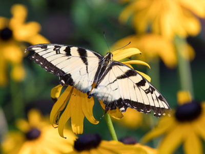 I chased three tiger swallowtails through the park.  They sat briefly and uncomfortably on other flowers but rested contentedly on black-eyed susans.