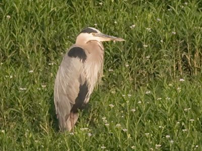 This heron probably won`t catch any fish in the grass.