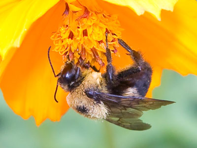 I haven`t yet exhausted the topic of bees on flowers.