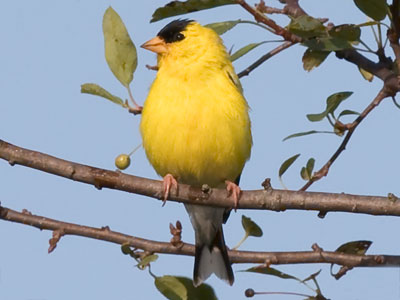 Goldfinches usually aren`t this relaxed.