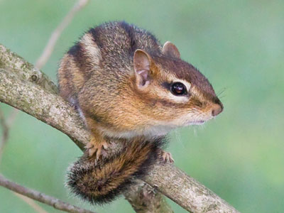 A barking chipmunk sounds as loud as a car alarm.