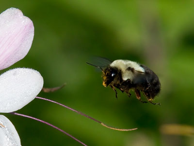 You better not fool with a Bumblebee! Ef you don`t think they can sting -- you`ll see! JAMES WHITCOMB RILEY