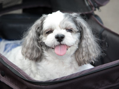 This dog has his own car.  Alfie always travels in style (see July 7, 2010).