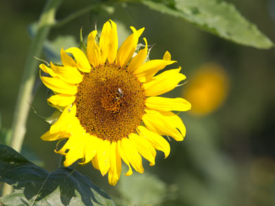 The biggest sunflower was about a foot across.