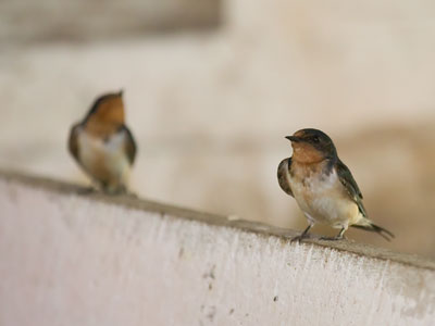 Swallows can maneuver in the confined space of a barn.