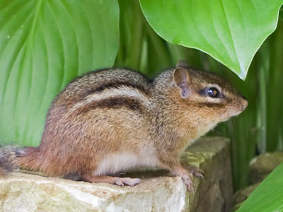 Chipmunks usually aren`t this relaxed.