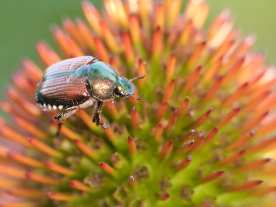 King of the coneflower.