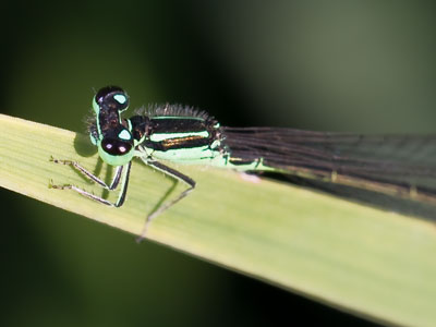 See, a dragonfly just where I knew it would be.