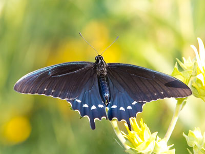 It`ll be a long time before I get a better butterfly photo.