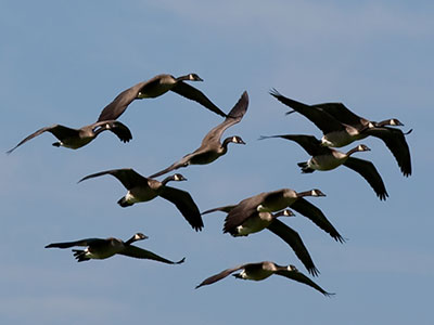 Get to the pond early, then just wait for them to arrive.