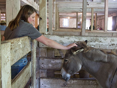 Donkeys just need a little affection.