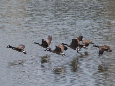 Probably not the same geese as August 3 above.