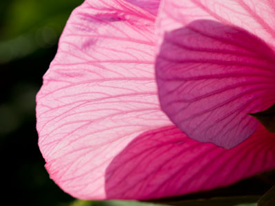 Behind the hibiscus.