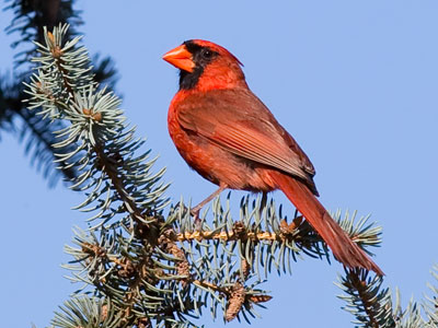 It will be a long time before I get a better cardinal photo.