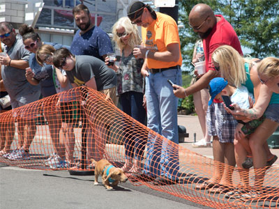 Another dog race with only one dog (see May 4, 2019).