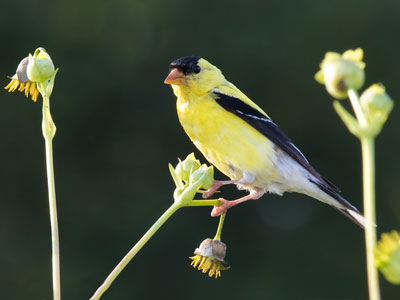 I managed to sneak up on a goldfinch.