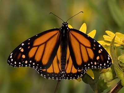 I didn`t sneak up on a monarch, but I have a long lens.