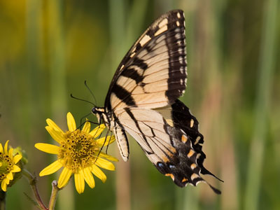 I didn`t have to sneak up on the tiger swallowtail.  It nearly flew into me.