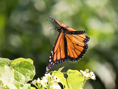 I accidentally came across a butterfly sanctuary.