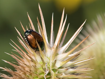 Japanese beetles check in, but they don`t check out.