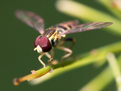 I only have compound eyes for you.