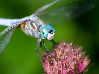 It wasn`t a peaceful morning in the garden, thanks to the lawnmowers.