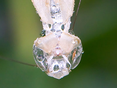 Who knew that a praying mantis molted?