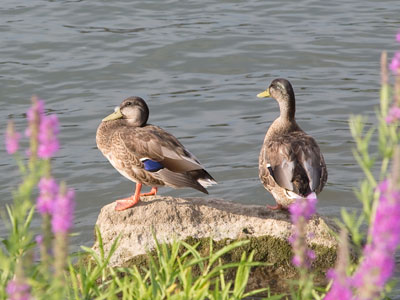 Just a couple enjoying a summer evening on the river.