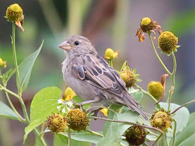 Try sitting on a flower and see how easy it is (see August 12 above).