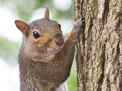 No hawks nested in the neighborhood this year, so there were four squirrels climbing fearlessly on this tree.