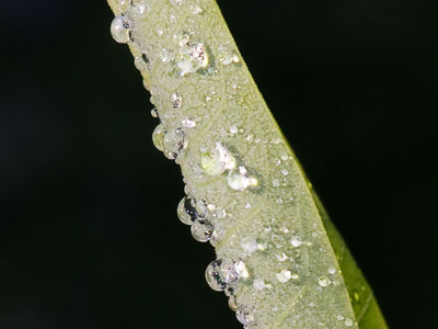 Behind the scenes on the same leaf.