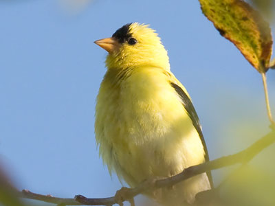 I heard their chirping all around me in the park.