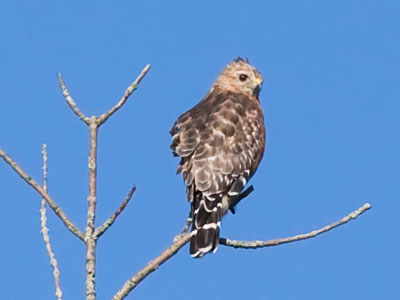 A hawk can fly right past you and you won`t hear it, but this one was making as much noise as possible . . . 