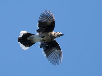  . . . and the bluejays were FREAKING OUT.  It was a battle for air superiority in the skies over Oakwood.