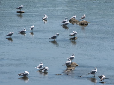 I just made up a new nautical term:  gull-shallow.