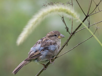 Little bird on the prairie.