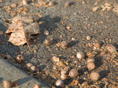 Tree nuts crushed courtesy of passing cars.