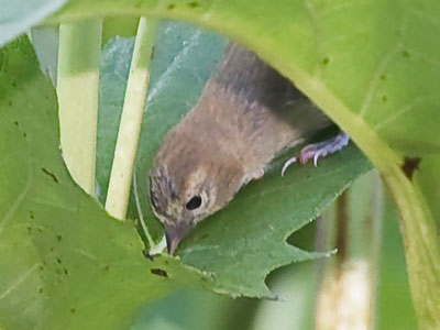 A goldfinch drinking water from a leaf.