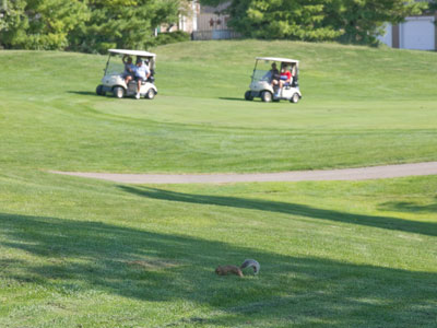 I was more interested in the squirrel in the foreground.