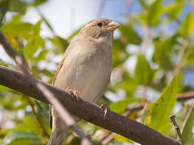 Your daily bird.