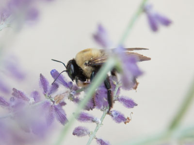 The relentless pursuit of pollen.