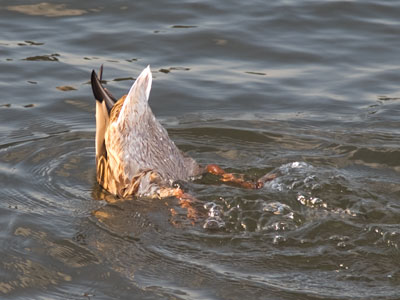 How the duck got its name.