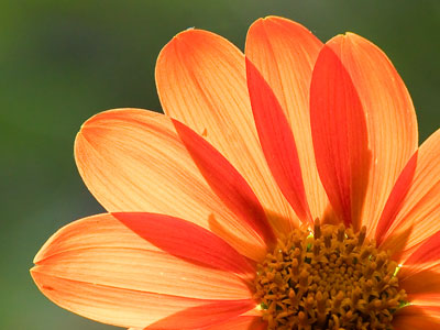 Summertime, sunshine and pretty flowers.