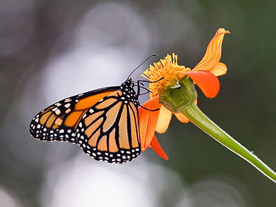 Where there are butterflies, there are mosquitoes.