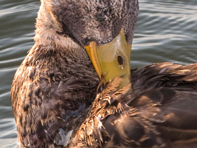 Preening.