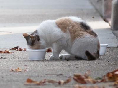 Fueling up so it can torture and kill small animals.