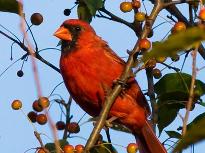 He and his mate sat unusually still in the tree, probably stunned by how cold it has suddenly gotten.