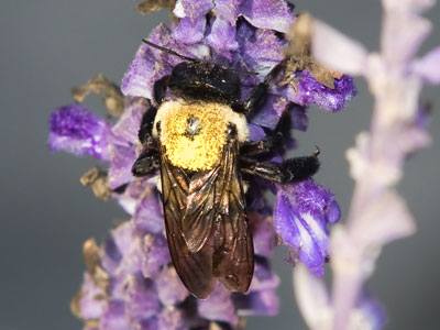 Who doesn`t love a little pollen in the morning?