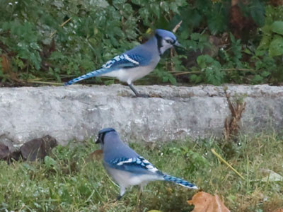 A bad photo, but this was the first time I`ve ever seen bluejays in my neighborhood.  Well, I HEARD them first.