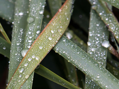 Water comes out of the air.  How convenient for plants, and for us humans.